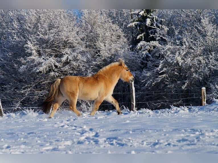 Fjord Castrone 14 Anni 147 cm Falbo in Remscheid