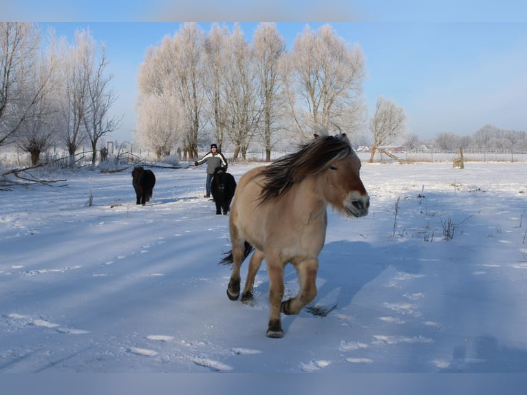 Fjord Castrone 14 Anni 151 cm Falbo in Rahden