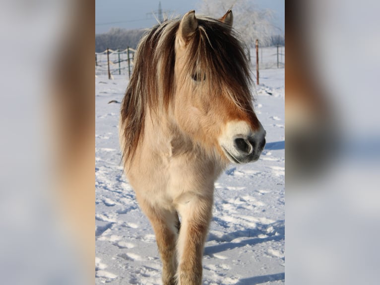 Fjord Castrone 14 Anni 151 cm Falbo in Rahden