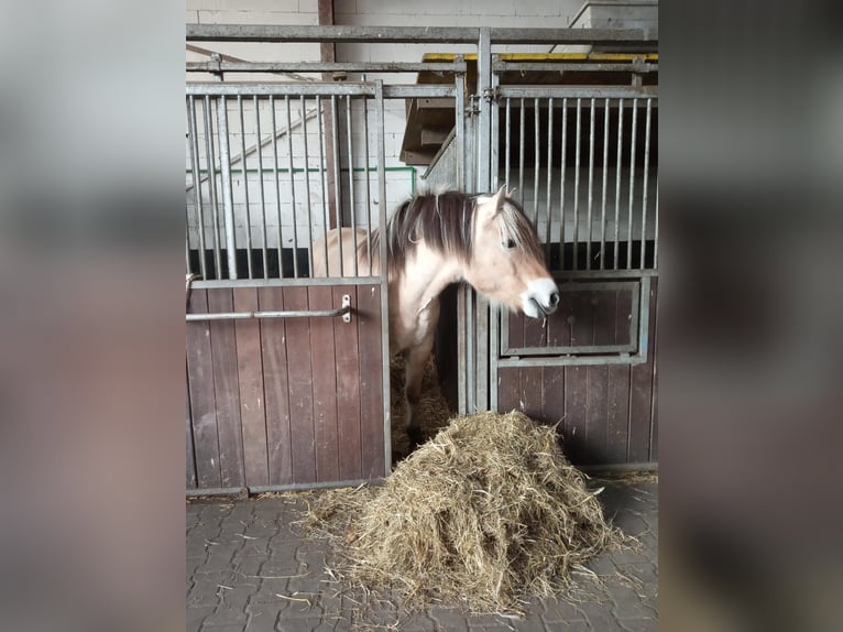 Fjord Castrone 14 Anni 151 cm Falbo in Rahden