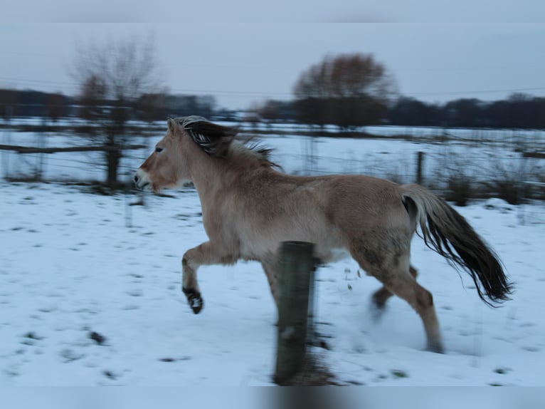 Fjord Castrone 14 Anni 151 cm Falbo in Rahden