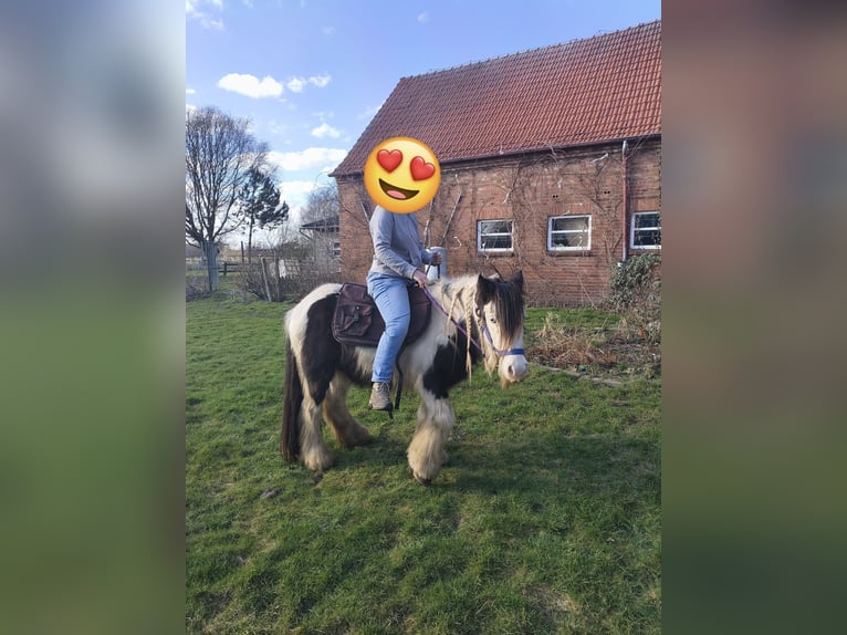 Fjord Castrone 14 Anni 151 cm Falbo in Rahden