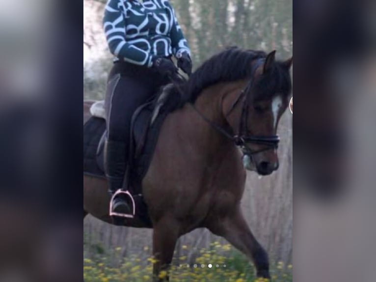 Fjord Mix Castrone 14 Anni 153 cm  in Maastricht