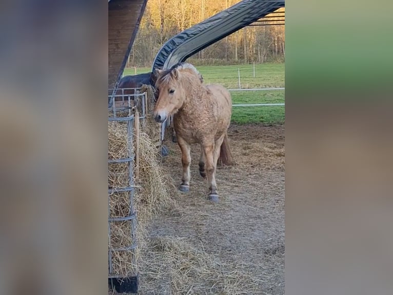 Fjord Castrone 15 Anni 143 cm Falbo in Isny im Allgäu