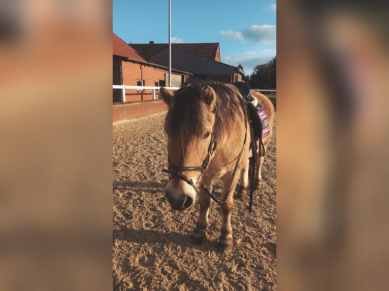 Fjord Castrone 16 Anni 147 cm Falbo in Hörstel