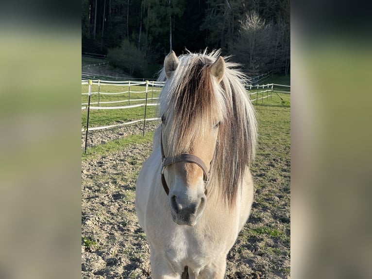 Fjord Castrone 18 Anni 145 cm Falbo in Ismaning