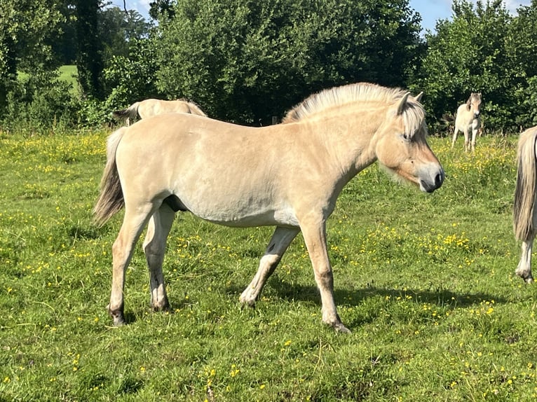 Fjord Castrone 1 Anno 149 cm Falbo in Oud Ootmarsum