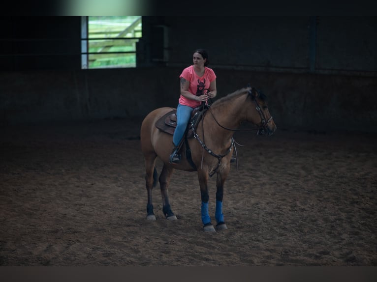 Fjord Mix Castrone 21 Anni 155 cm Baio chiaro in Brunssum