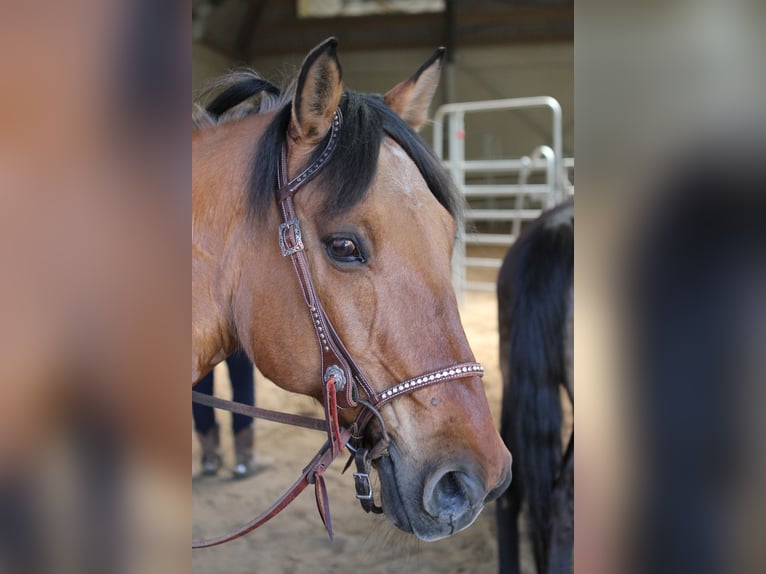 Fjord Mix Castrone 21 Anni 155 cm Baio chiaro in Brunssum