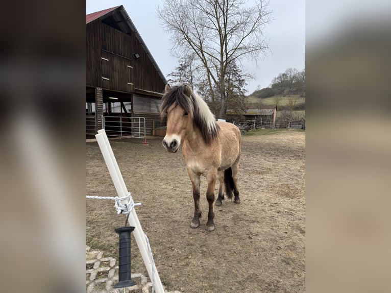 Fjord Castrone 2 Anni 142 cm Falbo in Wolfhagen