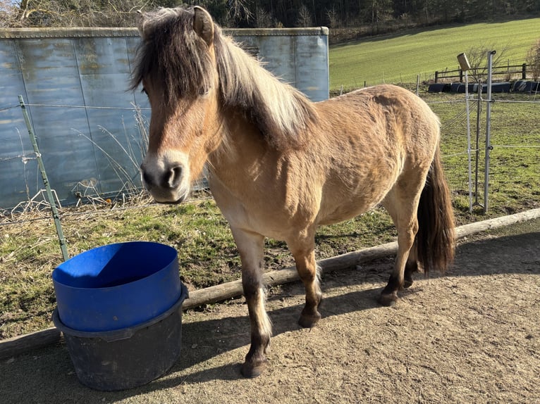 Fjord Castrone 2 Anni 142 cm Falbo in Wolfhagen