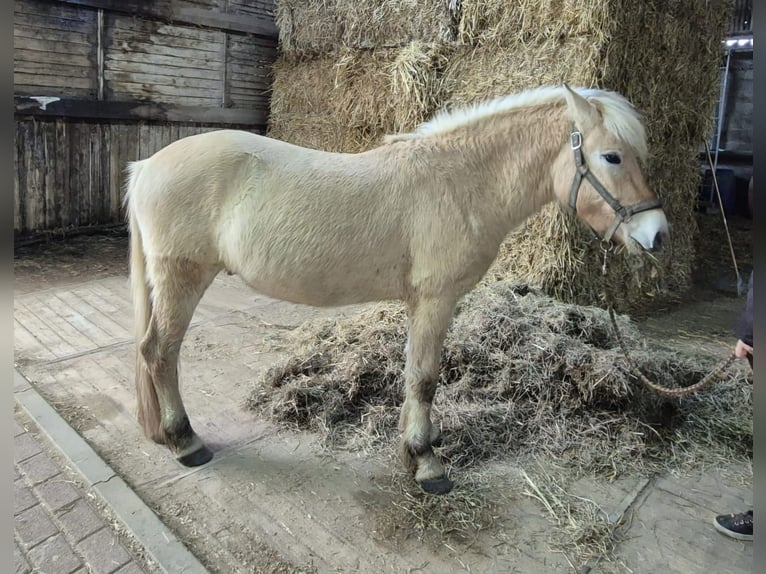 Fjord Castrone 2 Anni 145 cm in Brunssum