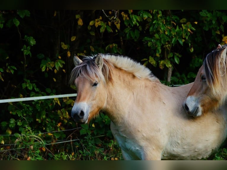 Fjord Castrone 2 Anni 147 cm Falbo in Remscheid
