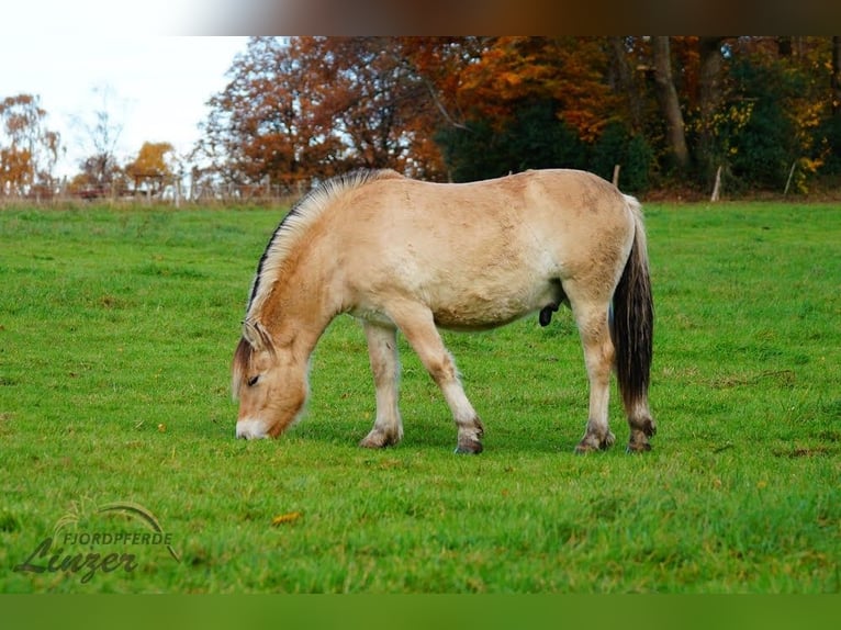 Fjord Castrone 2 Anni 147 cm Falbo in Remscheid