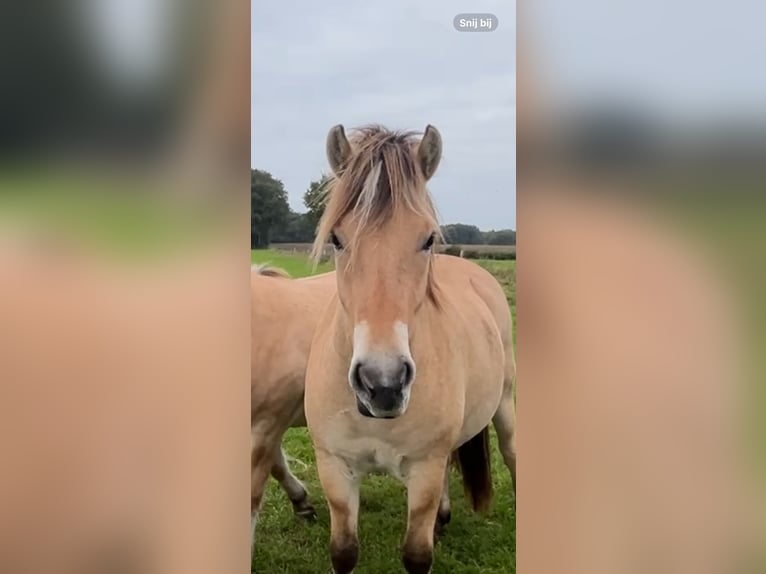 Fjord Castrone 2 Anni 150 cm Falbo in Oud Ootmarsum