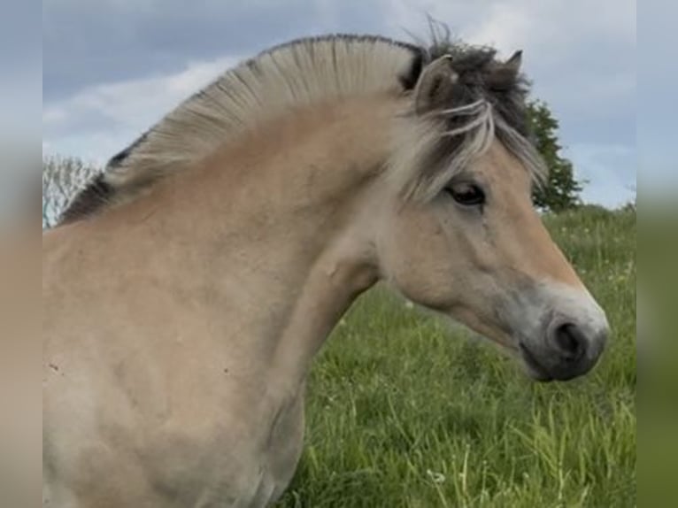 Fjord Castrone 2 Anni Falbo in Ulsnis