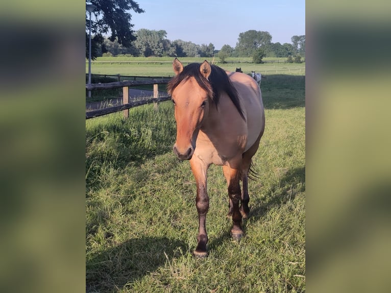 Fjord Mix Castrone 2 Anni Falbo in Giesbeek