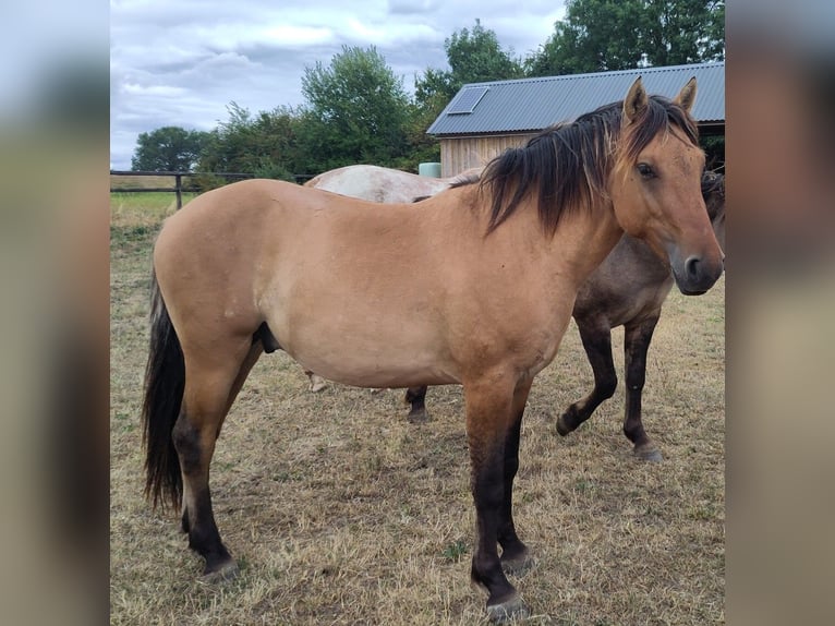 Fjord Mix Castrone 2 Anni Falbo in Giesbeek