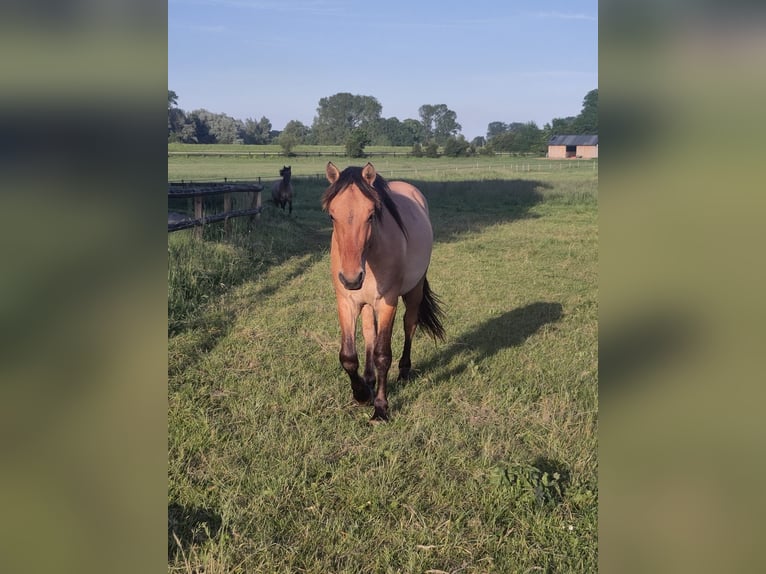 Fjord Mix Castrone 2 Anni Falbo in Giesbeek