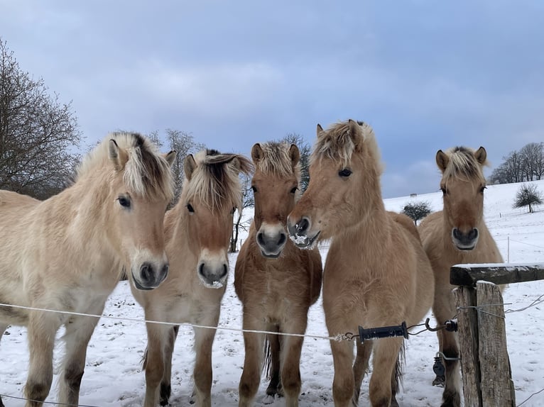 Fjord Castrone 2 Anni Falbo in Lautertal