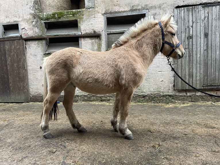 Fjord Castrone 2 Anni Falbo in Lautertal