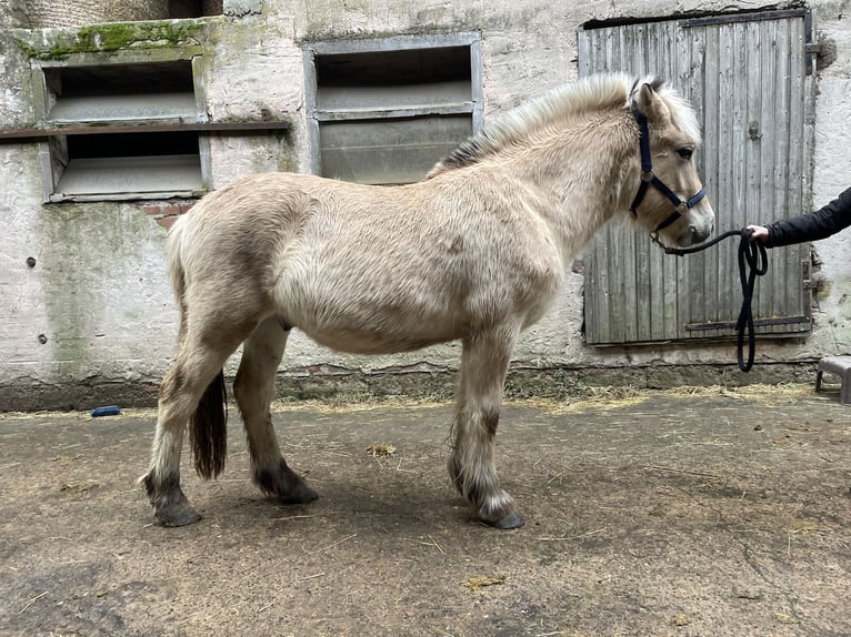 Fjord Castrone 2 Anni Falbo in Lautertal