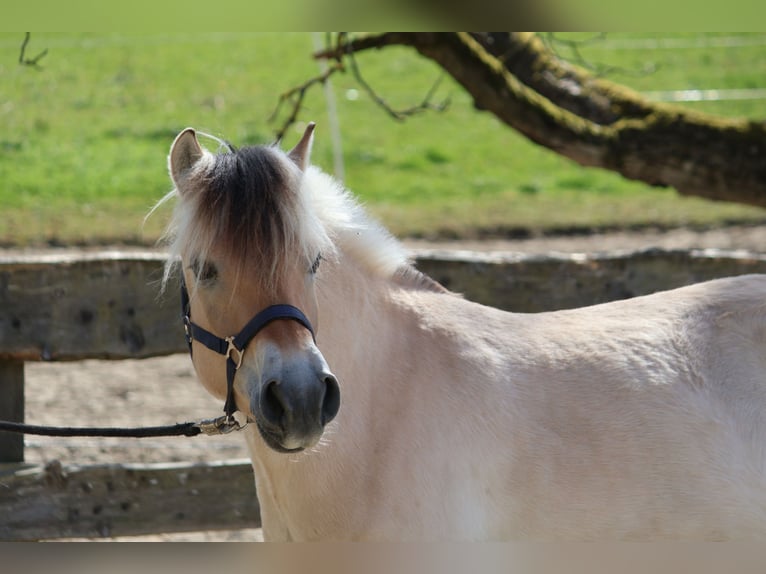 Fjord Castrone 3 Anni 142 cm Falbo in Lautertal