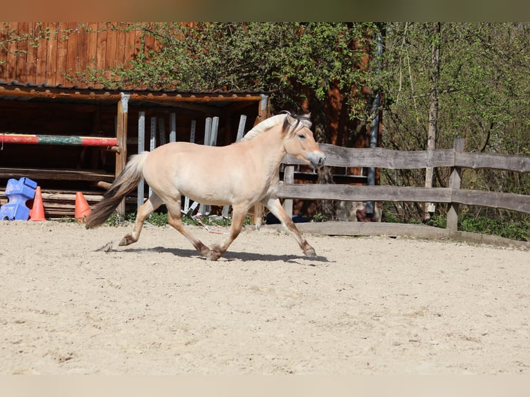 Fjord Castrone 3 Anni 142 cm Falbo in Lautertal
