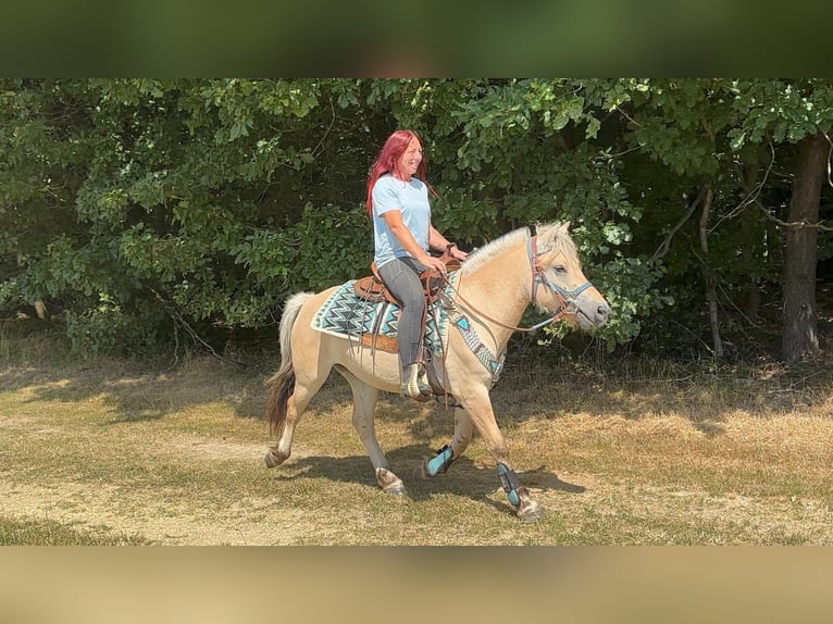 Fjord Castrone 3 Anni 142 cm Falbo in Linkenbach