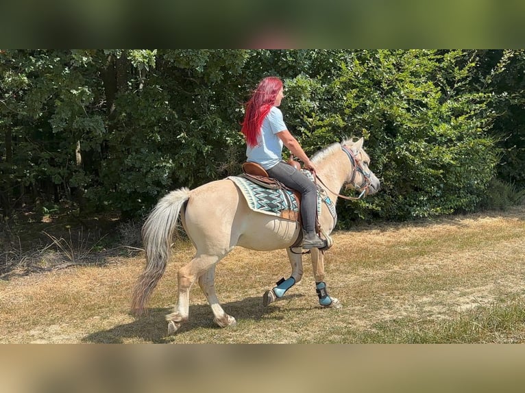 Fjord Castrone 3 Anni 142 cm Falbo in Linkenbach