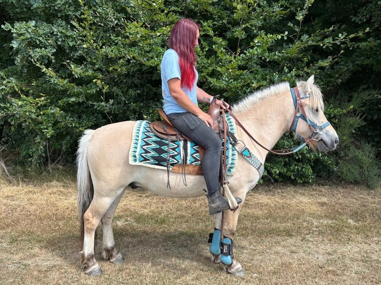 Fjord Castrone 3 Anni 142 cm Falbo in Linkenbach