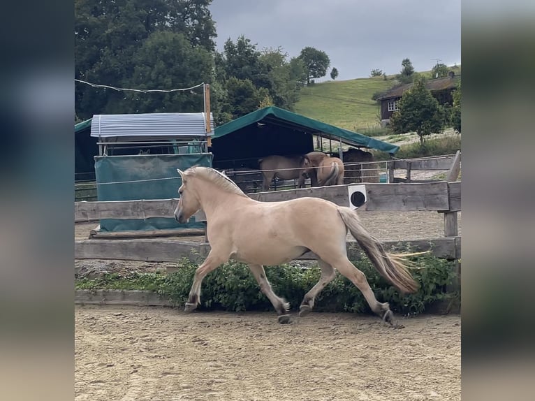 Fjord Castrone 3 Anni 144 cm Falbo in Lautertal