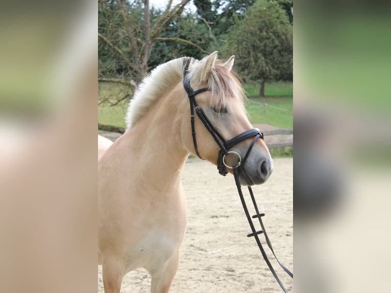 Fjord Castrone 3 Anni 144 cm Falbo in Lautertal