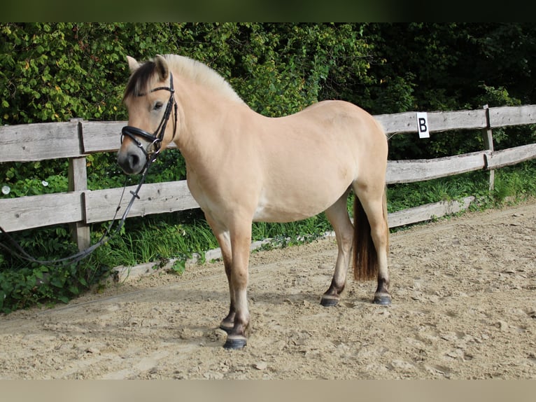Fjord Castrone 3 Anni 144 cm Falbo in Lautertal