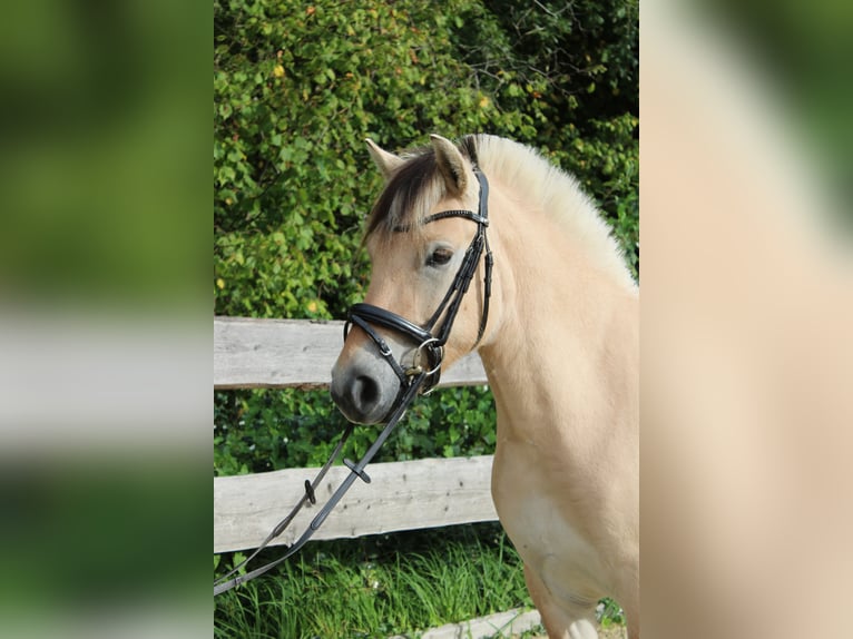 Fjord Castrone 3 Anni 144 cm Falbo in Lautertal