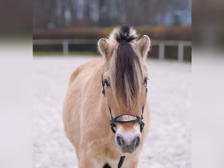 Fjord Castrone 3 Anni 144 cm Pelle di daino in Neustadt (Wied)