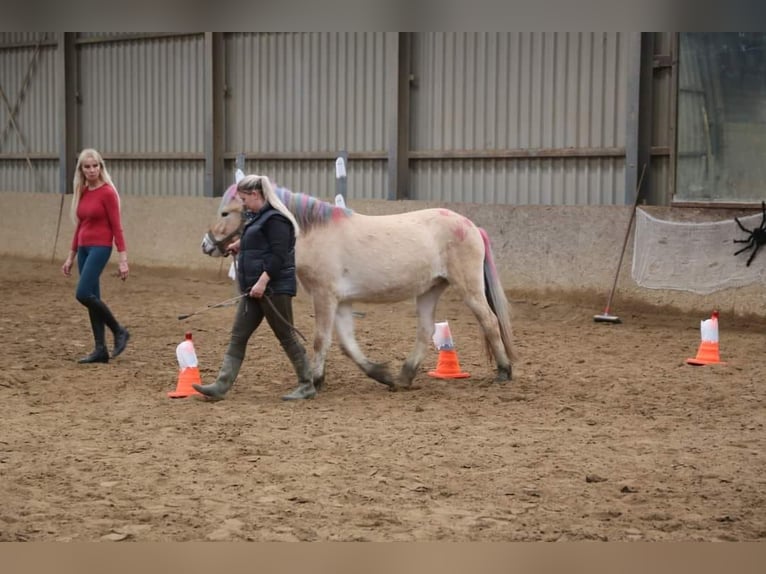 Fjord Castrone 3 Anni 145 cm in Brunssum