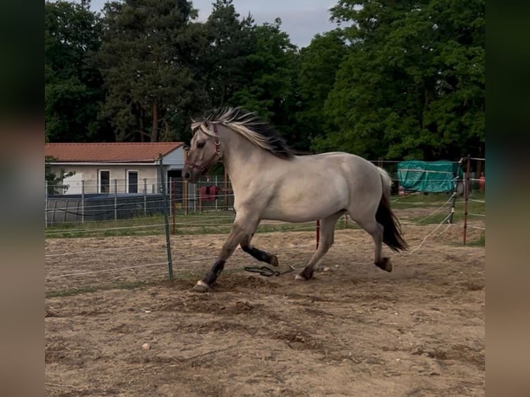 Fjord Castrone 3 Anni 147 cm Falbo in D&#xF6;llen