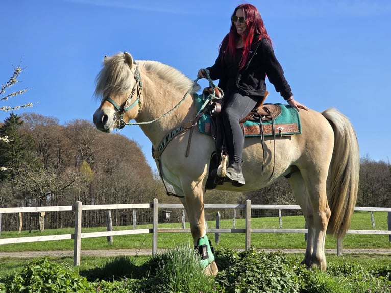 Fjord Castrone 3 Anni 148 cm Falbo in Linkenbach
