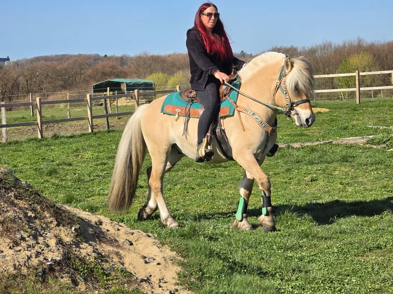 Fjord Castrone 3 Anni 148 cm Falbo in Linkenbach