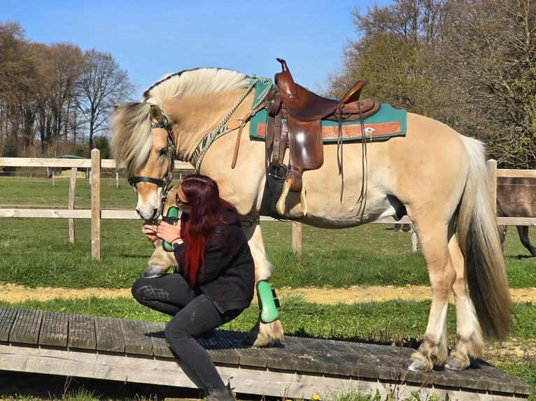 Fjord Castrone 3 Anni 148 cm Falbo in Linkenbach