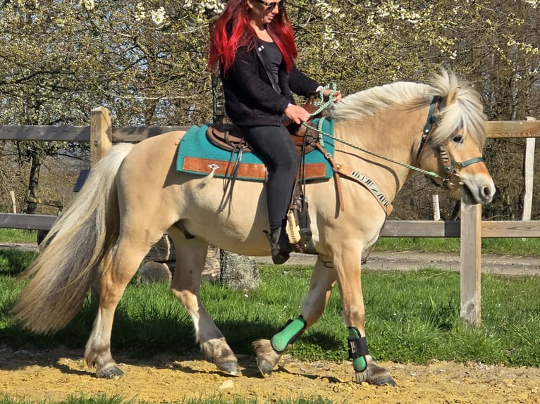 Fjord Castrone 3 Anni 148 cm Falbo in Linkenbach