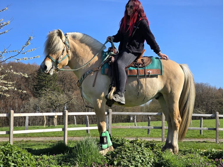 Fjord Castrone 3 Anni 148 cm Falbo in Linkenbach