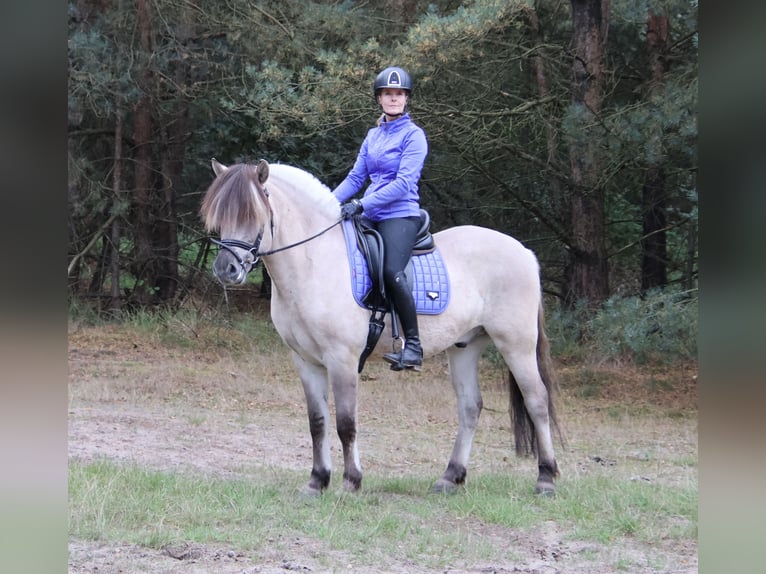 Fjord Castrone 3 Anni 149 cm  in Beek en Donk