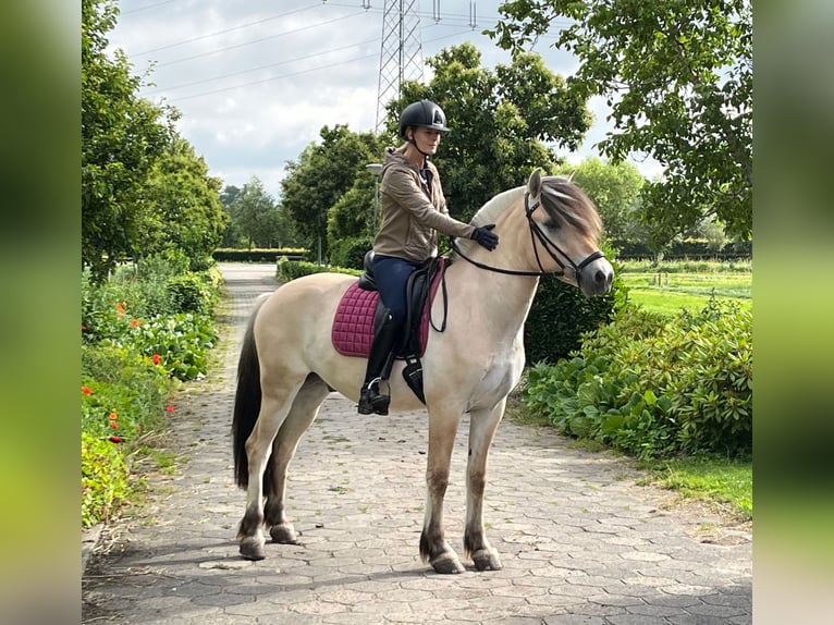 Fjord Castrone 3 Anni 150 cm  in Beek en Donk
