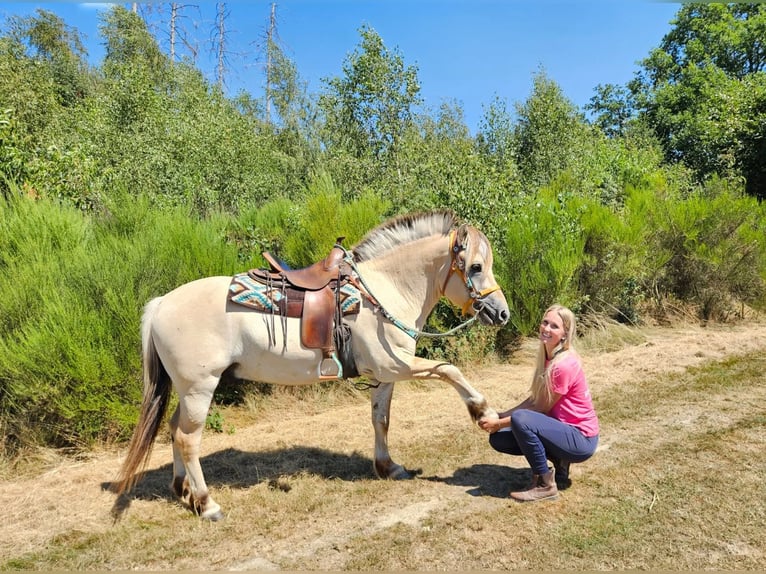 Fjord Castrone 3 Anni 150 cm Falbo in Linkenbach