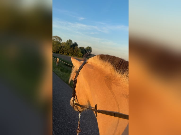 Fjord Castrone 3 Anni 150 cm Palomino in rockanje
