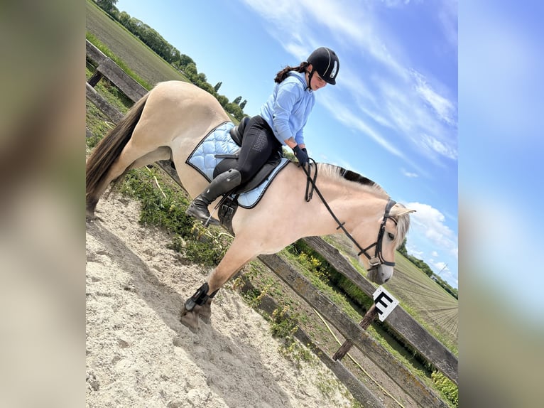 Fjord Castrone 3 Anni 150 cm Palomino in rockanje