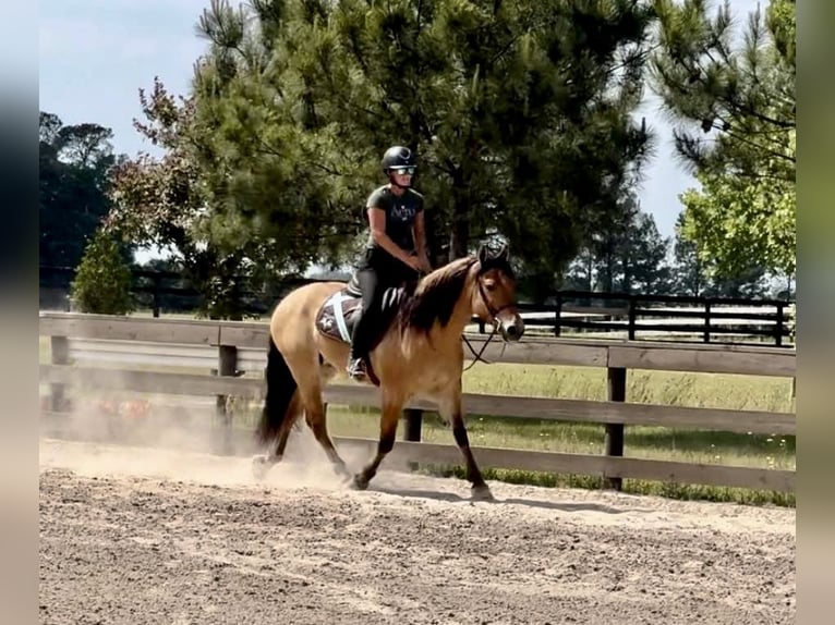 Fjord Mix Castrone 3 Anni Falbo in Sherborn