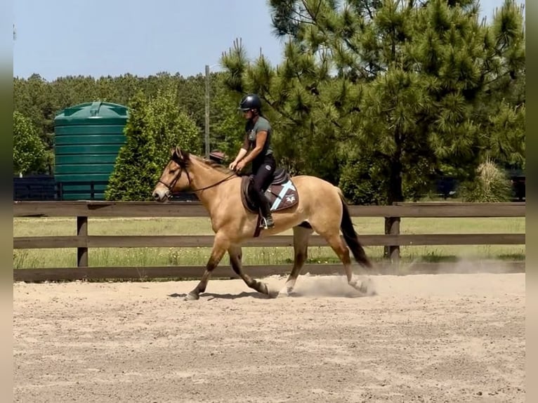 Fjord Mix Castrone 3 Anni Falbo in Sherborn